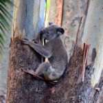 starving koala