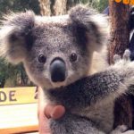 baby koala