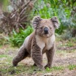 koala crisis
