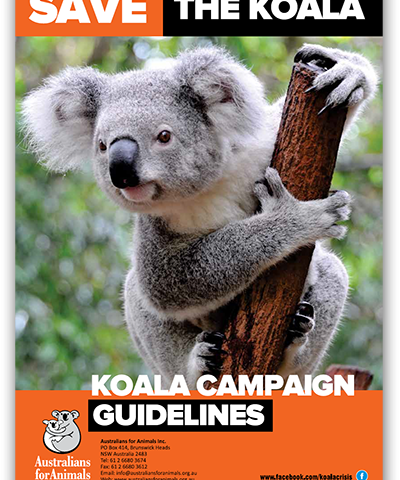 koala rescue guidelines