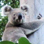 koala crisis