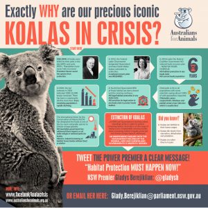 koala crisis infographic