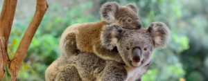 KOALA CRISIS NSW