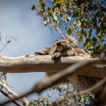 koala crisis