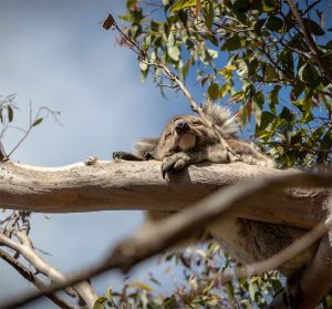 koala crisis