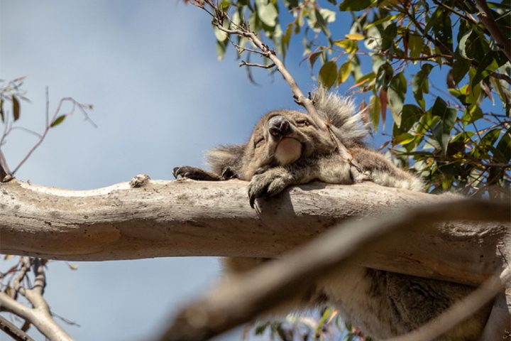 koala crisis