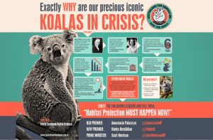 koala crisis usa
