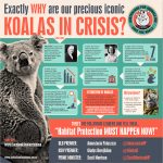 koala crisis usa infographic