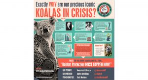 koala crisis usa infographic