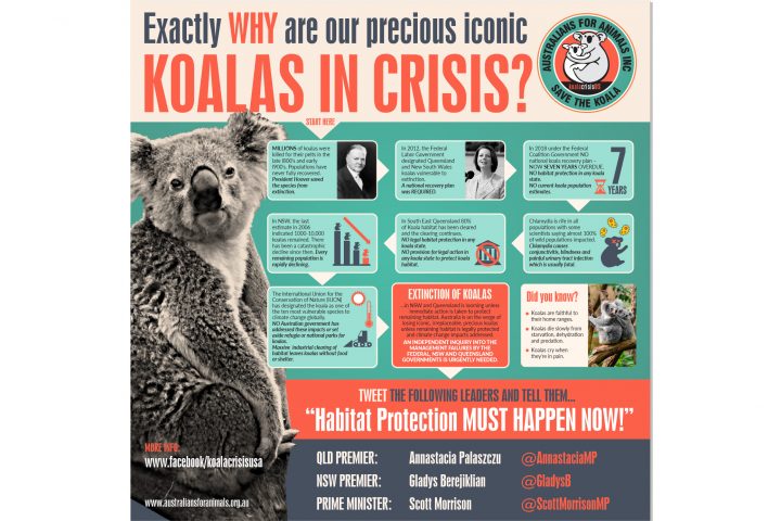 koala crisis usa infographic