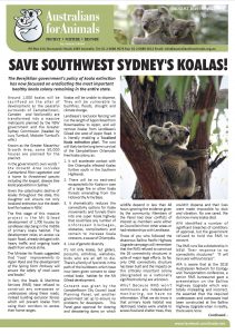 australians for animals koala crisis newsletter