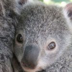 koala angels