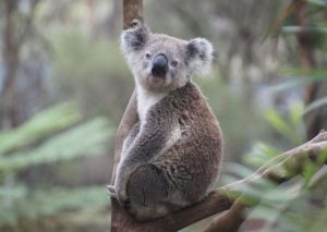 koala