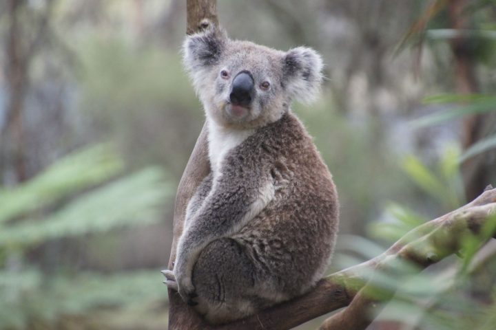 koala