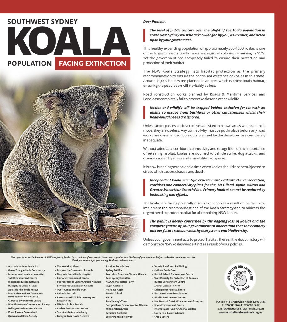 north shore times koala open letter