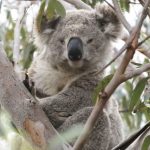koala crisis newsletter