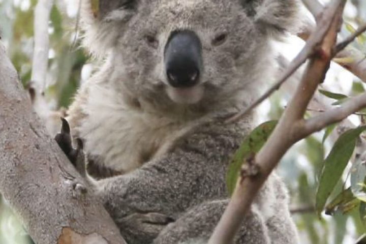 koala crisis newsletter