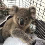 koala crisis