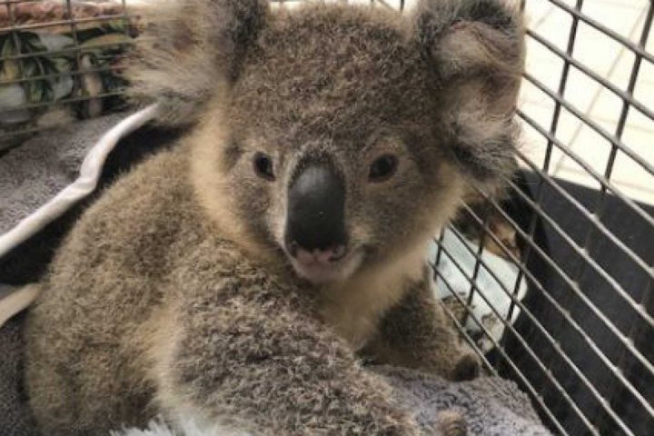 koala crisis