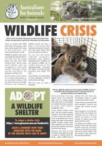 koala crisis