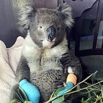 koala crisis