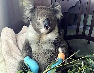 koala crisis