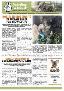 koala crisis feb 2020 newsletter