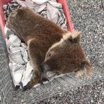 save our koalas