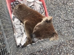 save our koalas