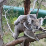 koala crisis newsletter