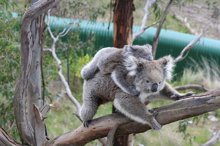 koala crisis newsletter