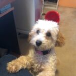 australians for animals newsletter