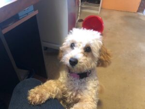 australians for animals newsletter