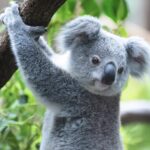 koala crisis december 2021 newsletter picture of a koala