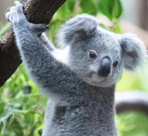 koala crisis december 2021 newsletter picture of a koala