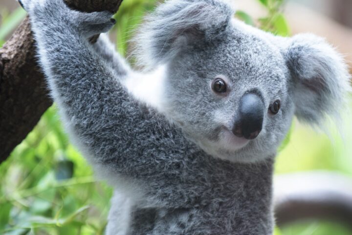 koala crisis december 2021 newsletter picture of a koala