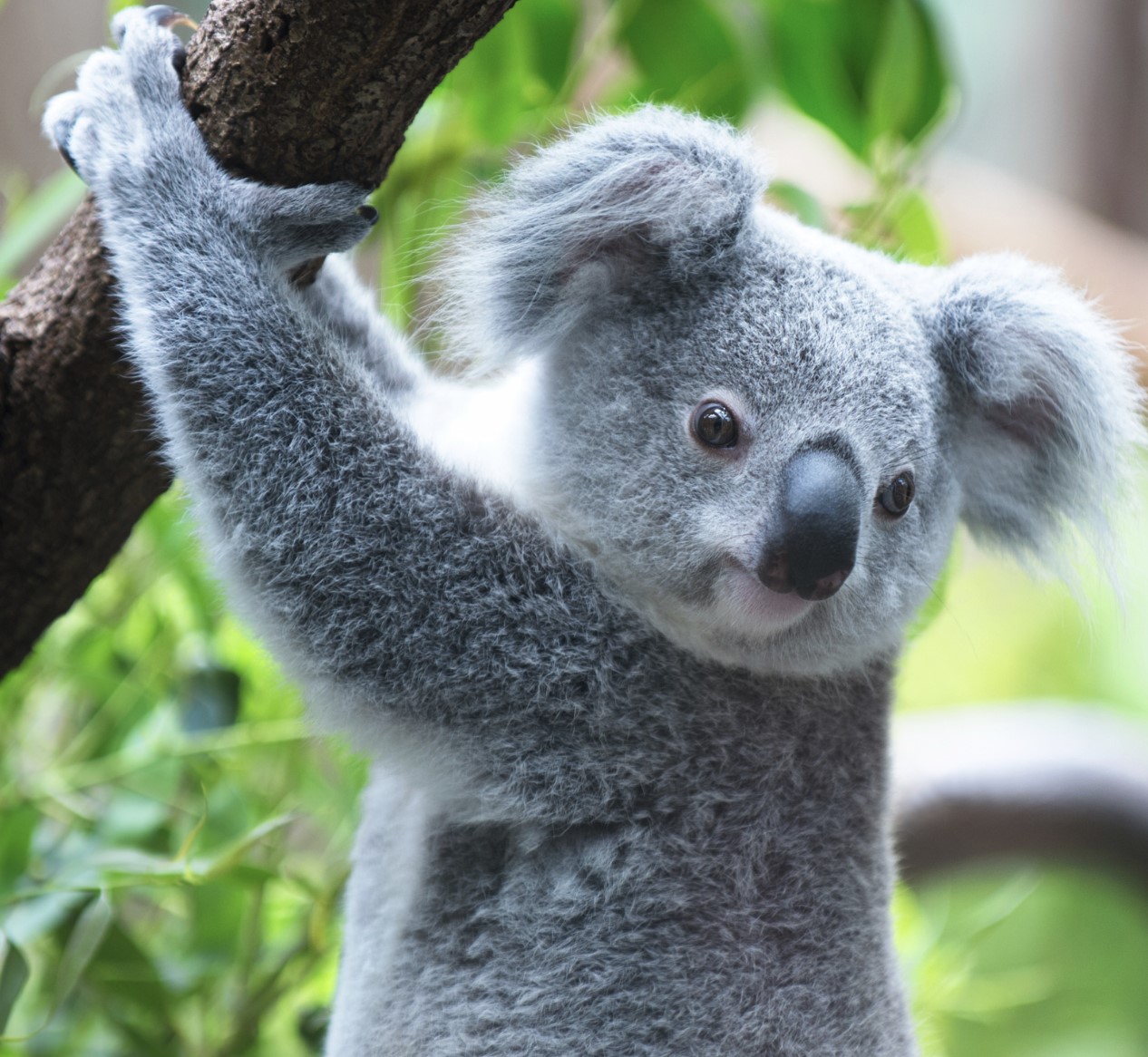 koala crisis december 2021 newsletter picture of a koala