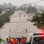 koala crisis lismore flood picture