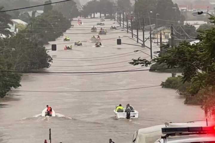 koala crisis lismore flood picture