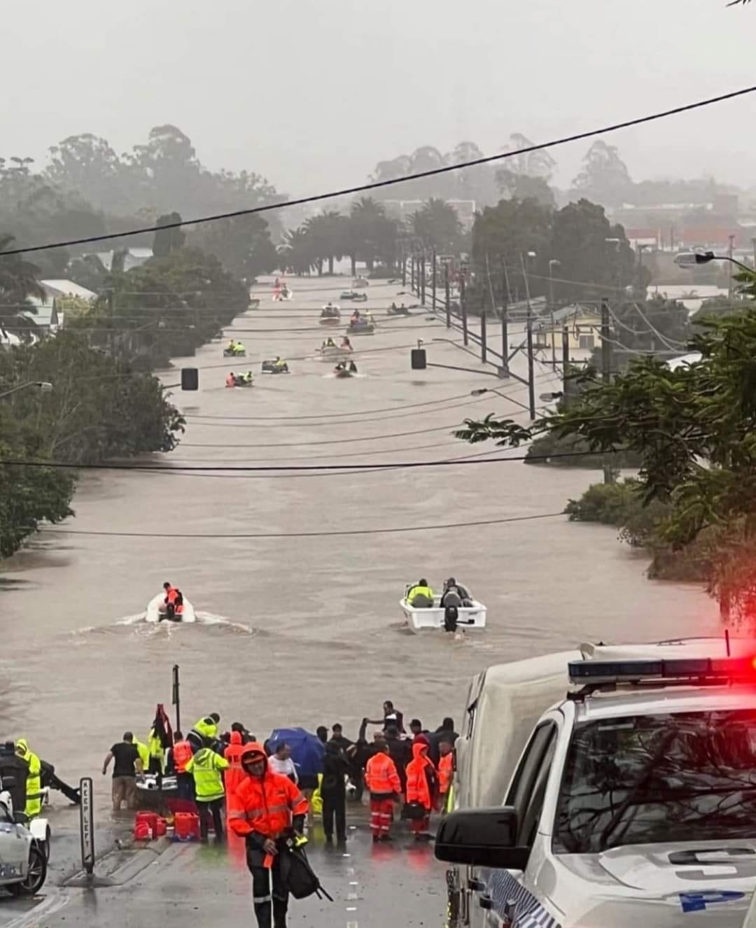 koala crisis lismore flood picture