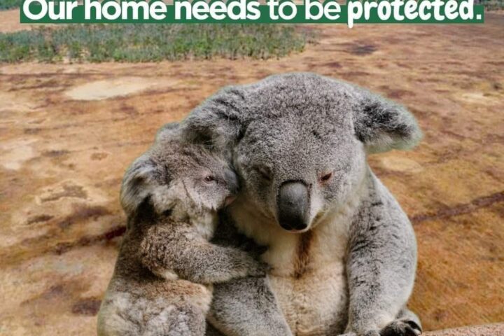 koala habitat destruction digital artists impression