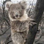 koala in tree after bushfires