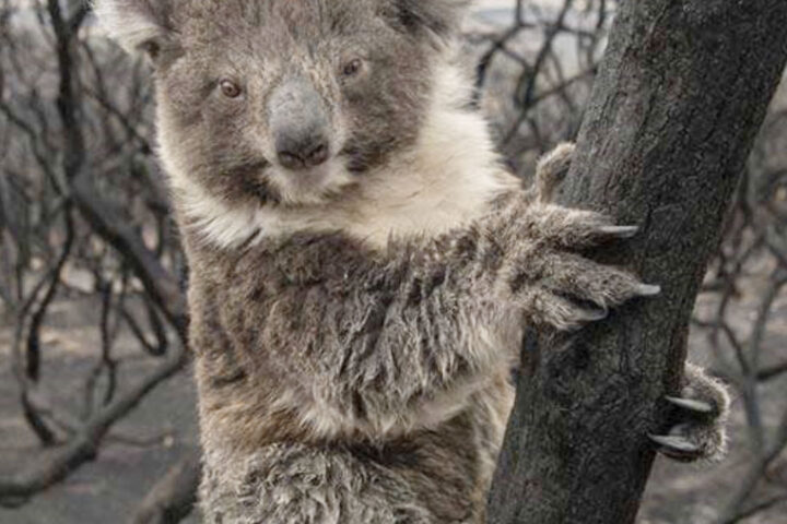 koala in tree after bushfires