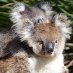 Australians for Animals (AKA Koala Crisis) July 23 Newsletter