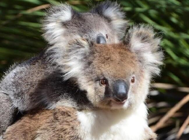 Australians for Animals (AKA Koala Crisis) July 23 Newsletter