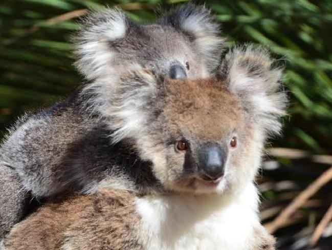 Australians for Animals (AKA Koala Crisis) July 23 Newsletter
