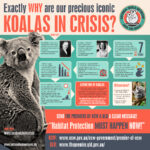 koala crisis infographic