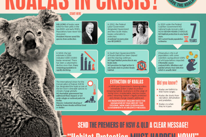 koala crisis infographic