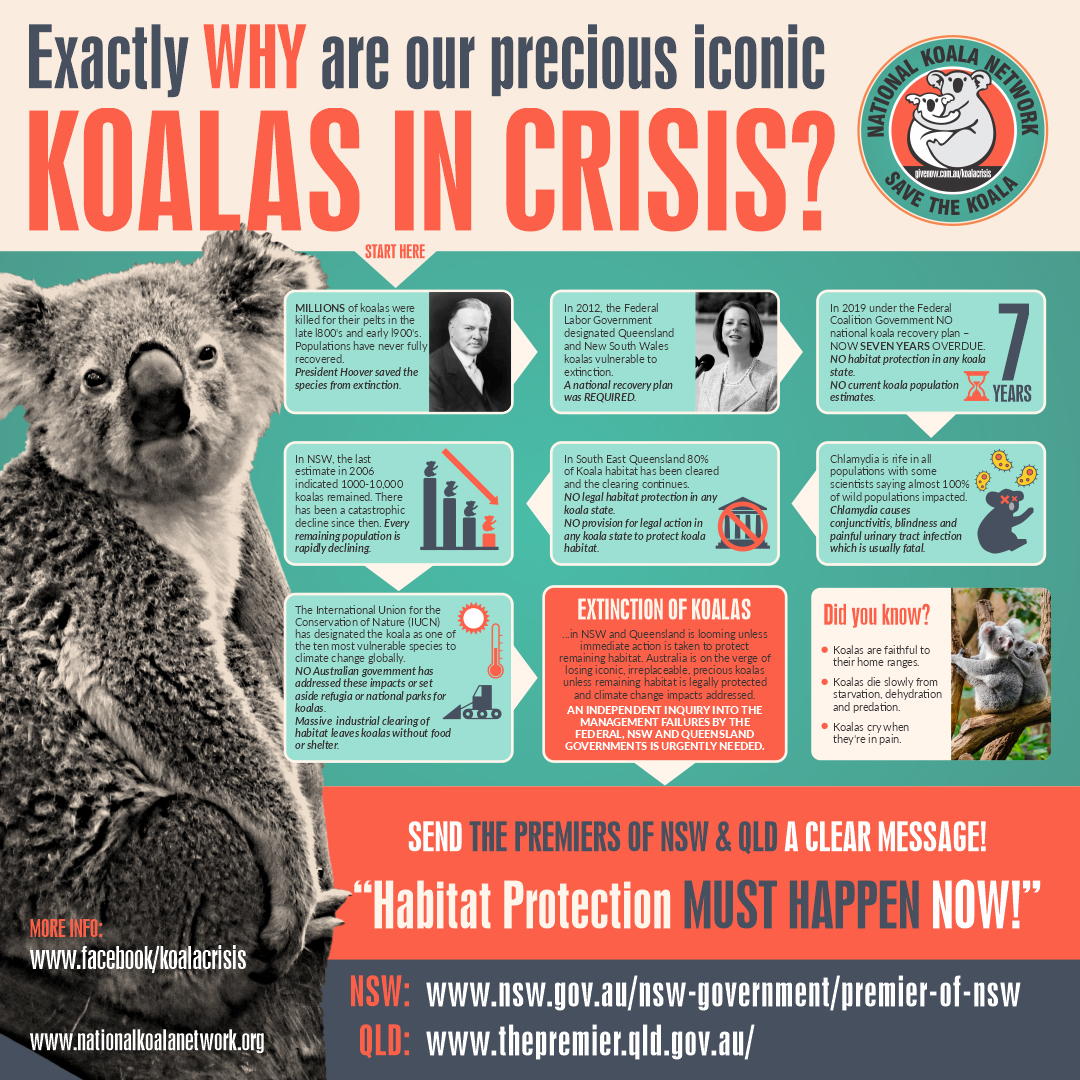 koala crisis infographic