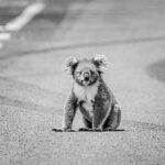 australians for animals koala